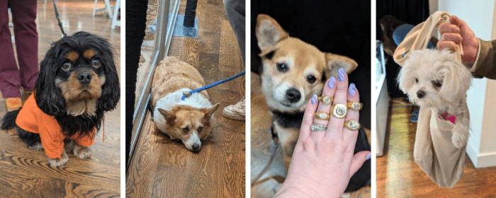 A few of the excellent dogs of NYCJAOS Spring 2025